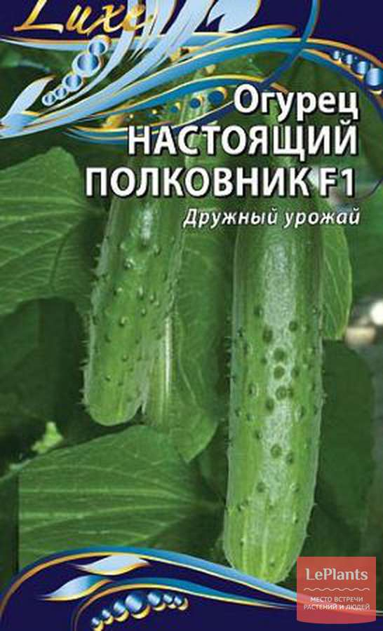 Огурец Сорт Настоящий Полковник Фото